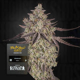 Sky Walker Auto