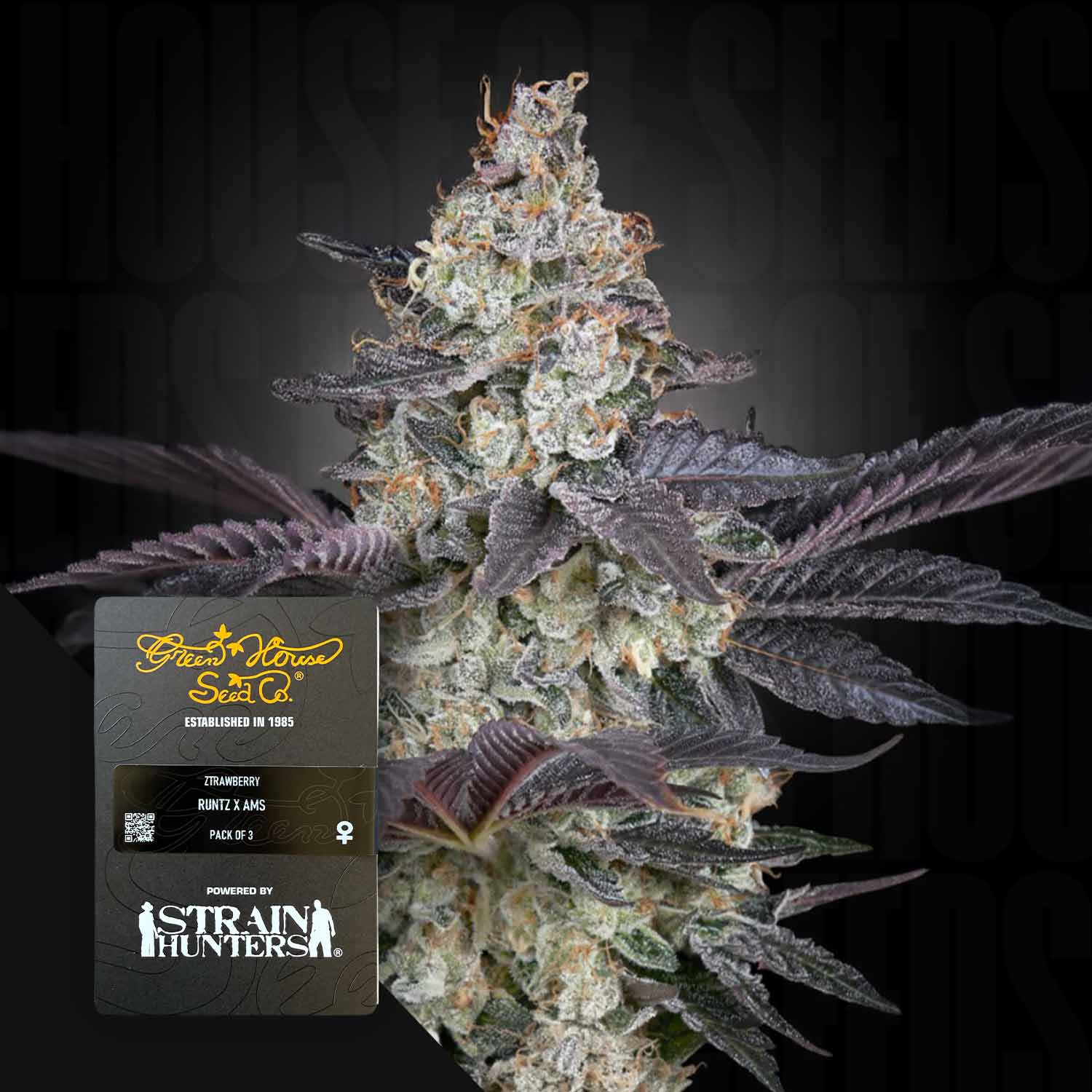 where to get plant z seeds Order Ztrawberry cannabis seeds from Green House Seeds – House of Seeds