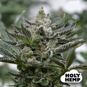 Blütenbild von GMO Rootbeer - HolyHemp - Cannabissamen