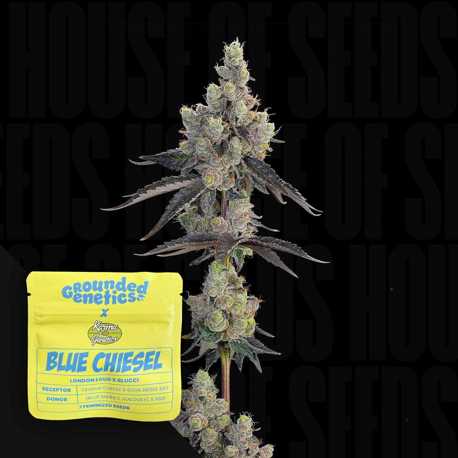Blaues Chiesel-Cannabis mit frostigen Knospen neben einem gelben Grounded Genetics-Samenpaket.