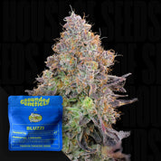 Blueberry Zkunk