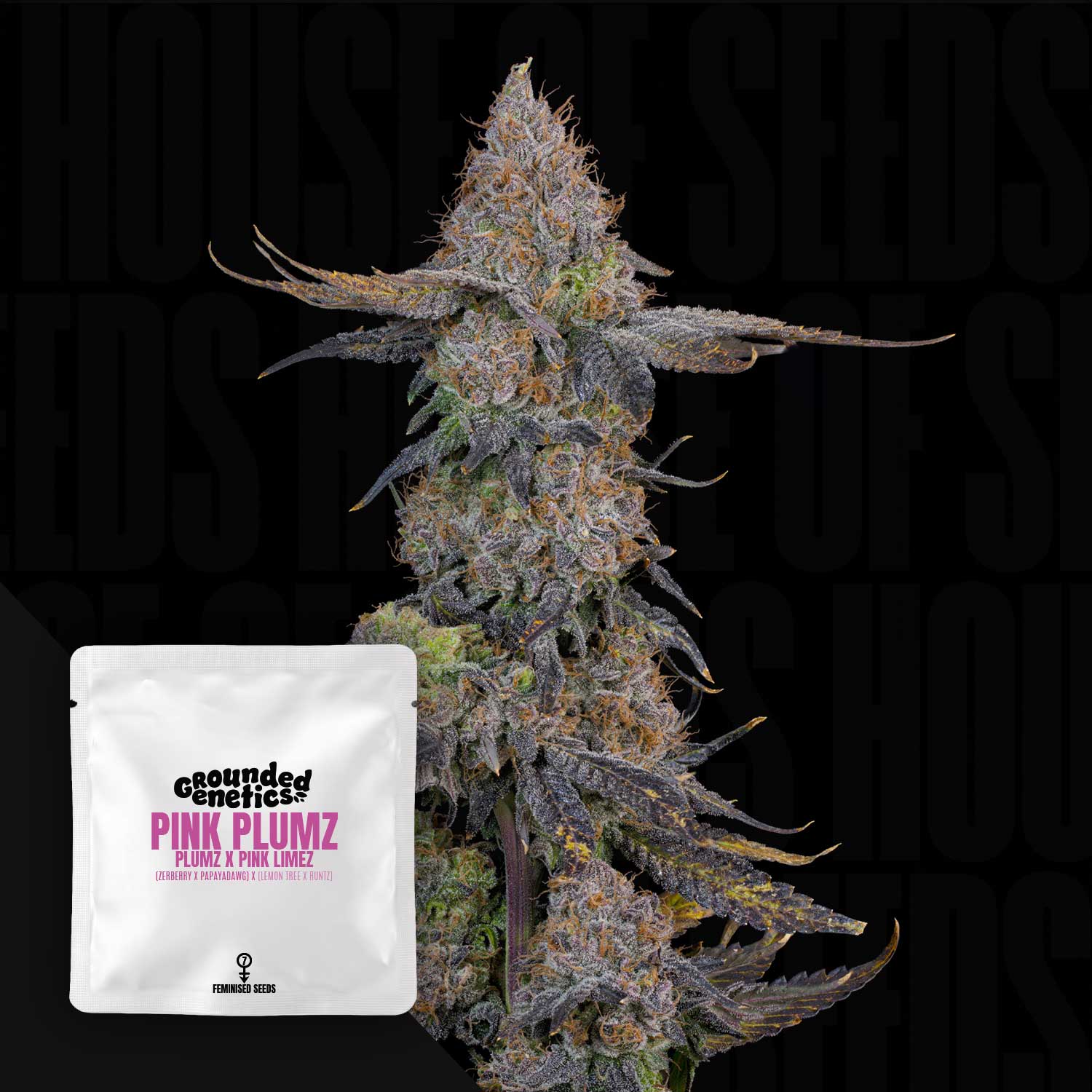 GroundedGenetics - Pink Plumz