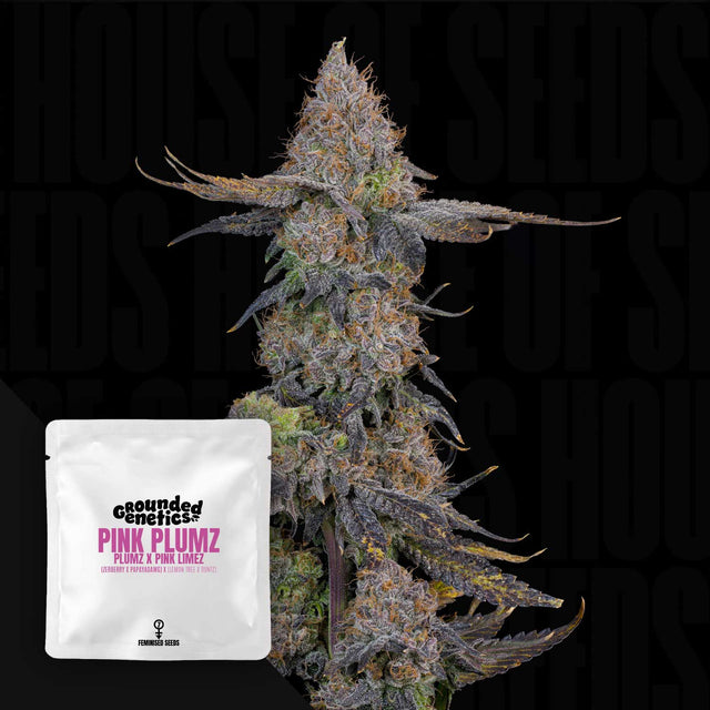 GroundedGenetics — Pink Plumz