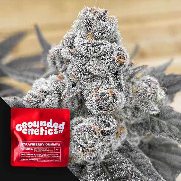 strawberries and cream seeds Grounded Genetics 