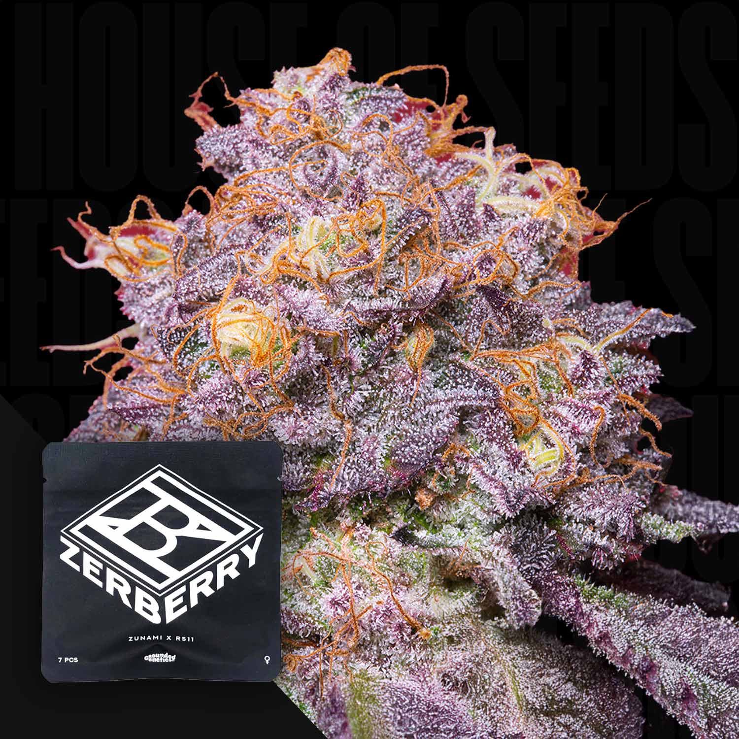 Nahaufnahme einer frostigen, lilafarbenen Cannabisknospe mit einer orangefarbenen Zerberry1-Tüte von Grounded Genetics in der Ecke.