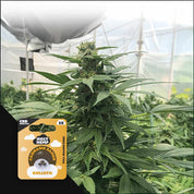 Goliath - CBD