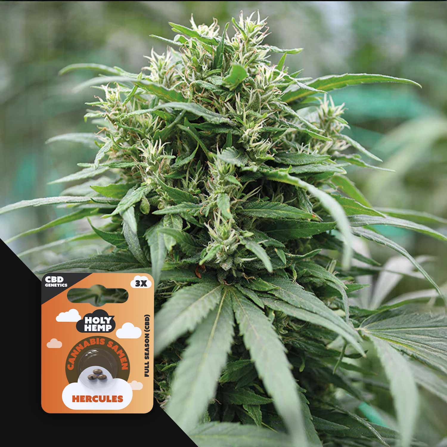 HH-CBD-HS-3-1.jpg