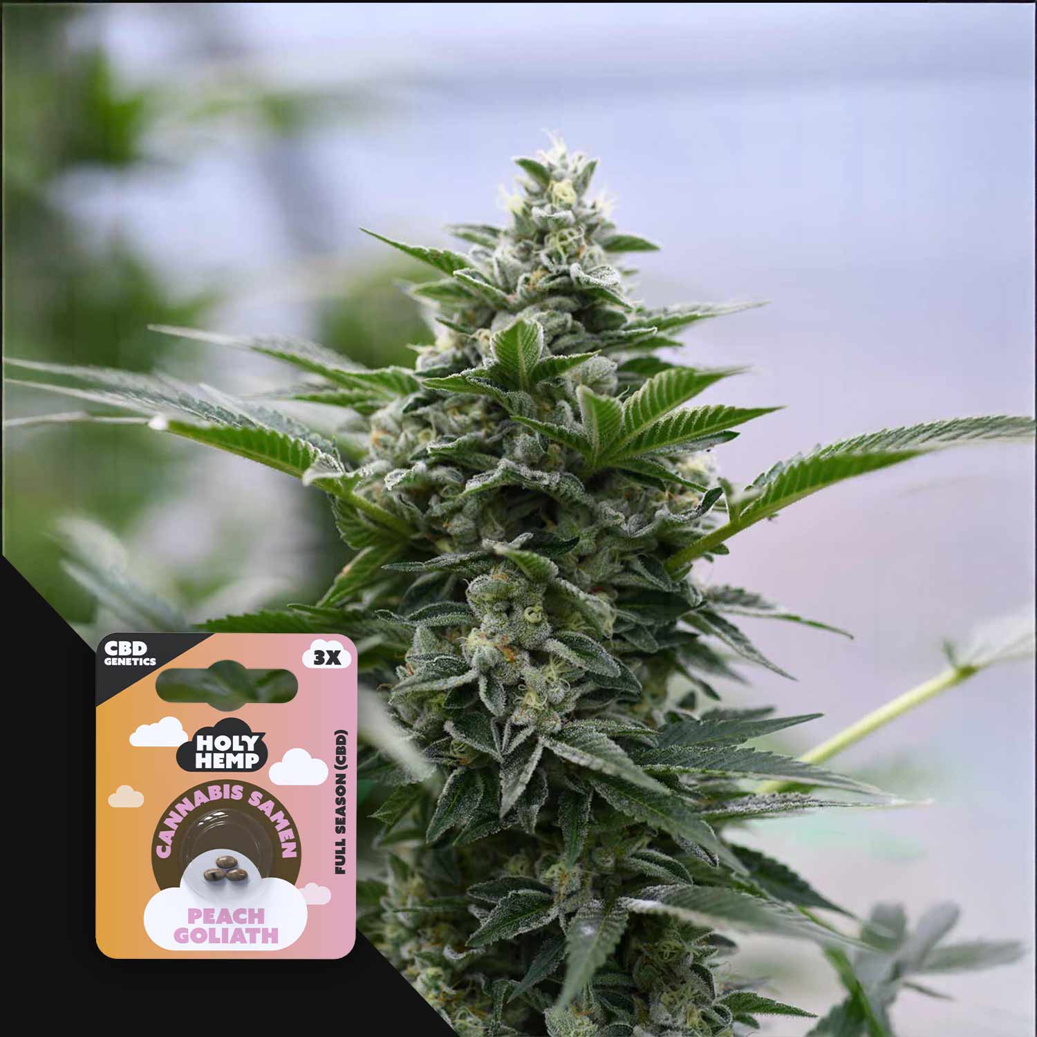 Order Peach Goliath CBD cannabis seeds from Holy Hemp – House of Seeds