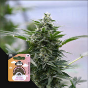 Peach Goliath - CBD