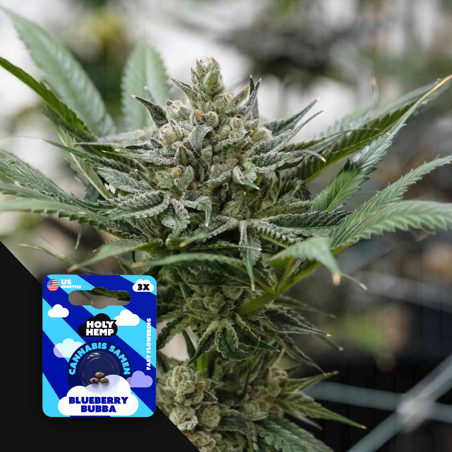 blueberry plant seeds for sale Buy Blueberry Bubba cannabis seeds from Holy Hemp – House of Seeds