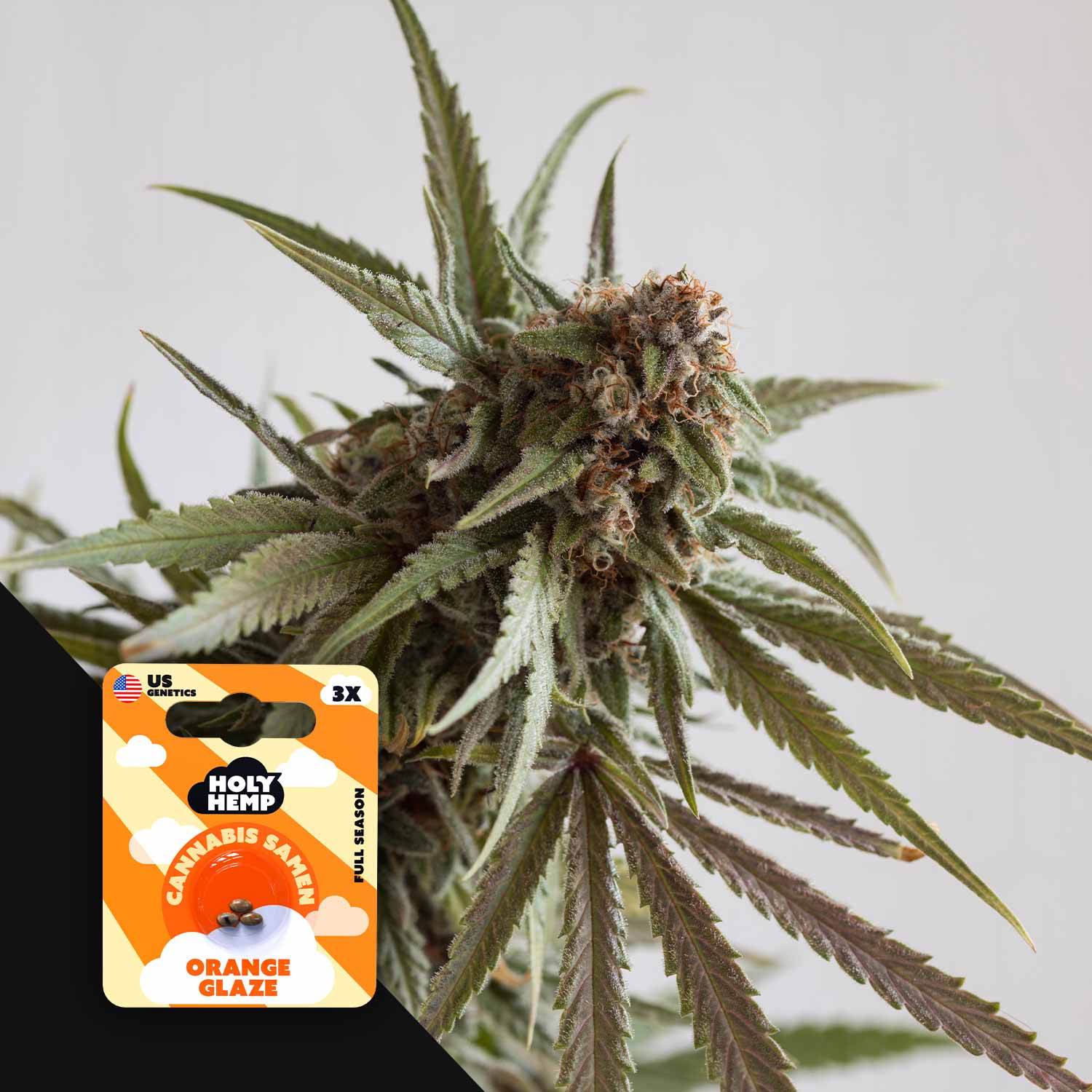 HH-US-OGL-3
