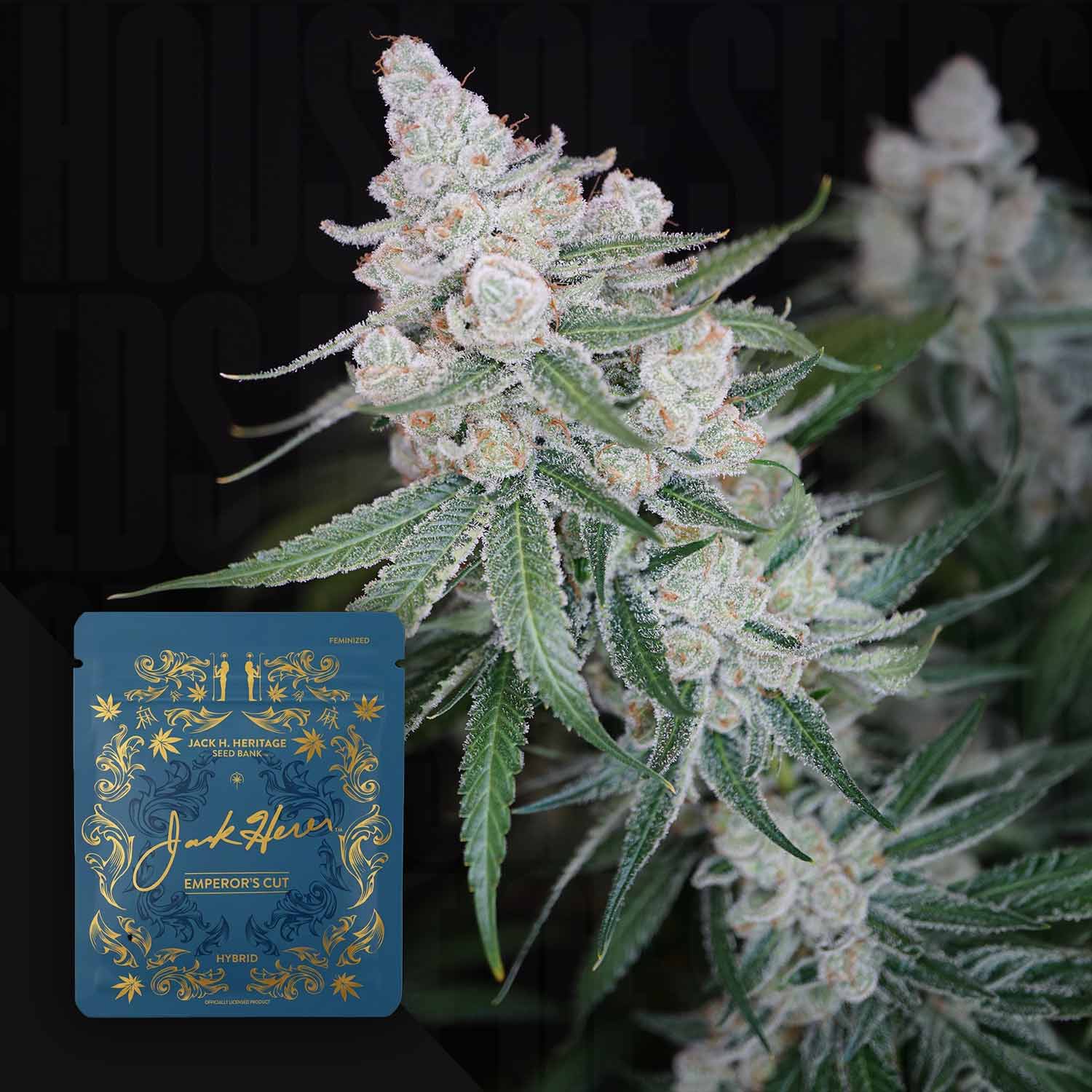 hybrid weed plant seeds Buy Emperor's Cut cannabis seeds by Jack Herer – House of Seeds