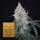 Jack's Honey Breath