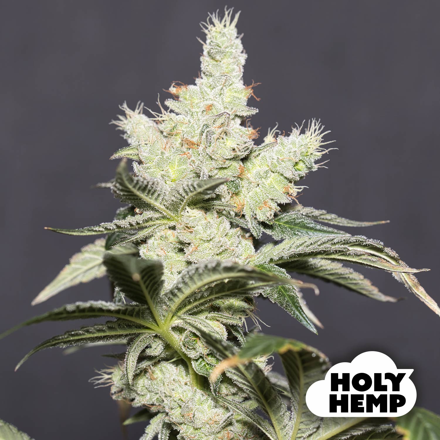 Blütenbild von Jack Herer - Holyhemp - Cannabissamen