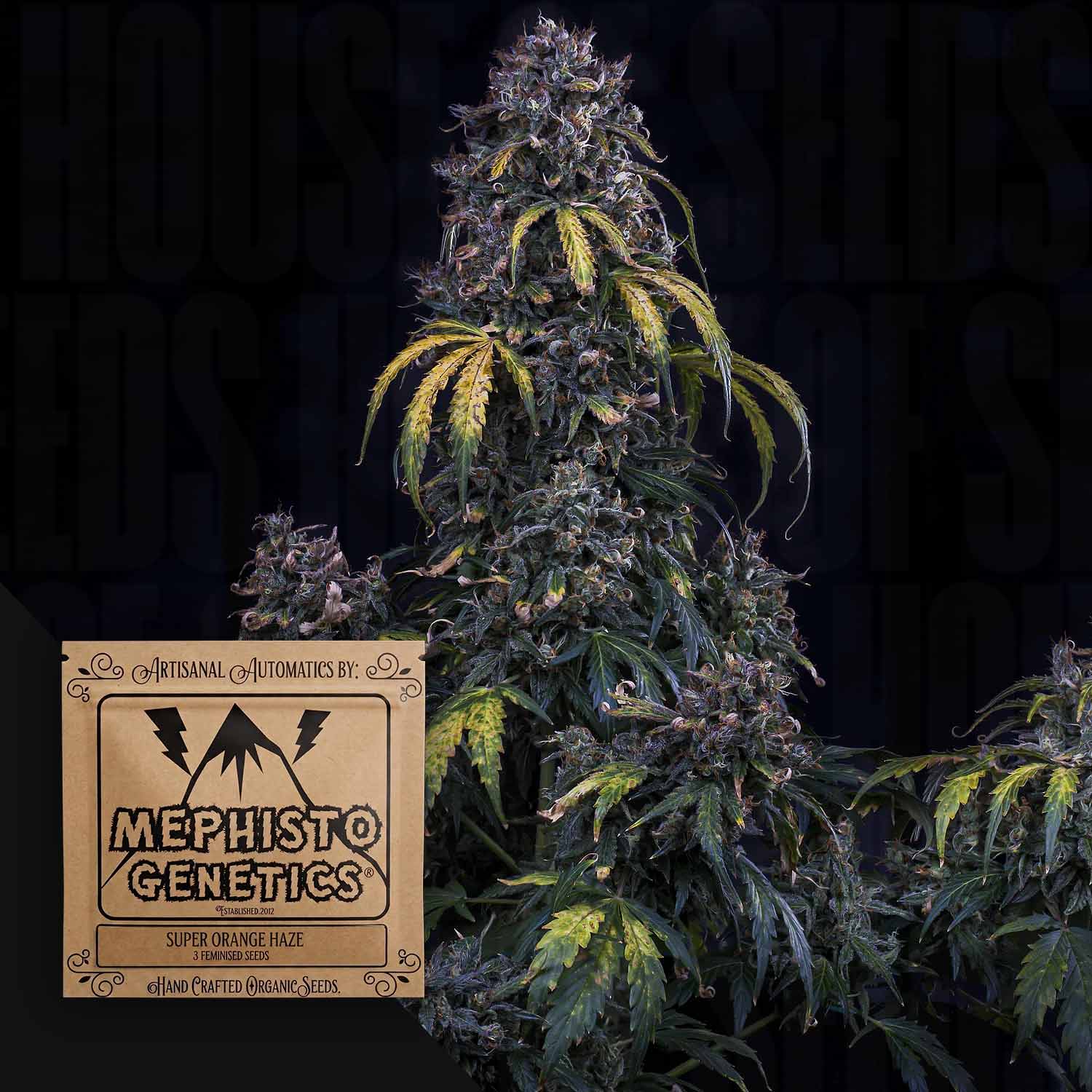 super auto flower seeds Order Super Orange Haze Auto cannabis seeds from Mephisto Genetics – House of Seeds