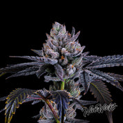 Blütenbild von Mylar Magic - Nine Weeks Harvest - Cannabissamen