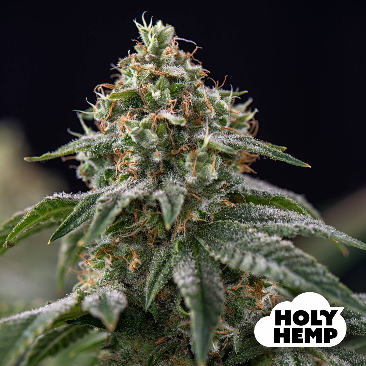 Blütenbild von NL x Big Buds - HolyHemp - Cannabissamen