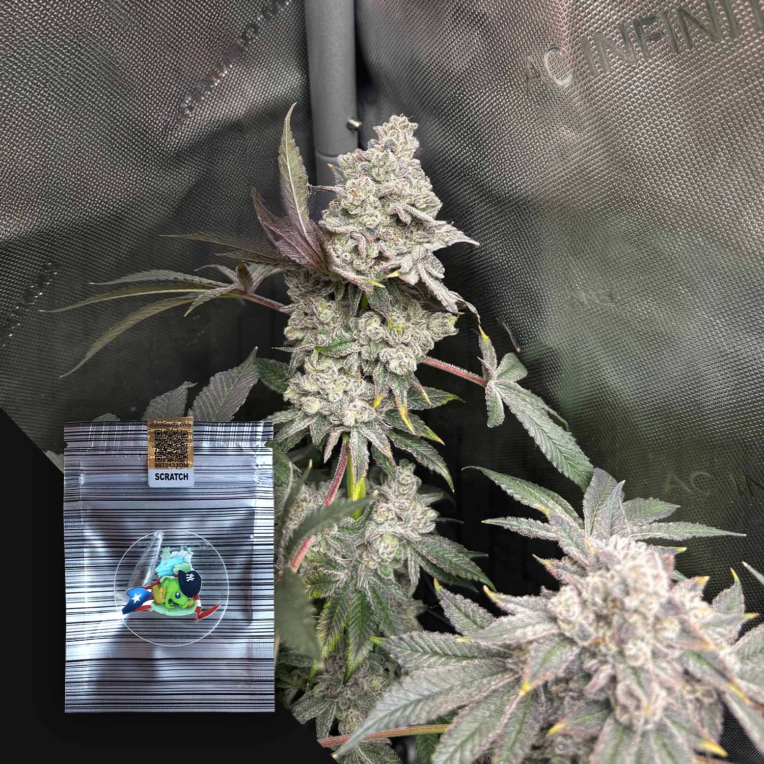 Nahaufnahme von frostigen N.Y.Ceeds Cambodian BreaZt Milk Knospen; Markenpackung mit Cartoon-Grafik im Vordergrund.