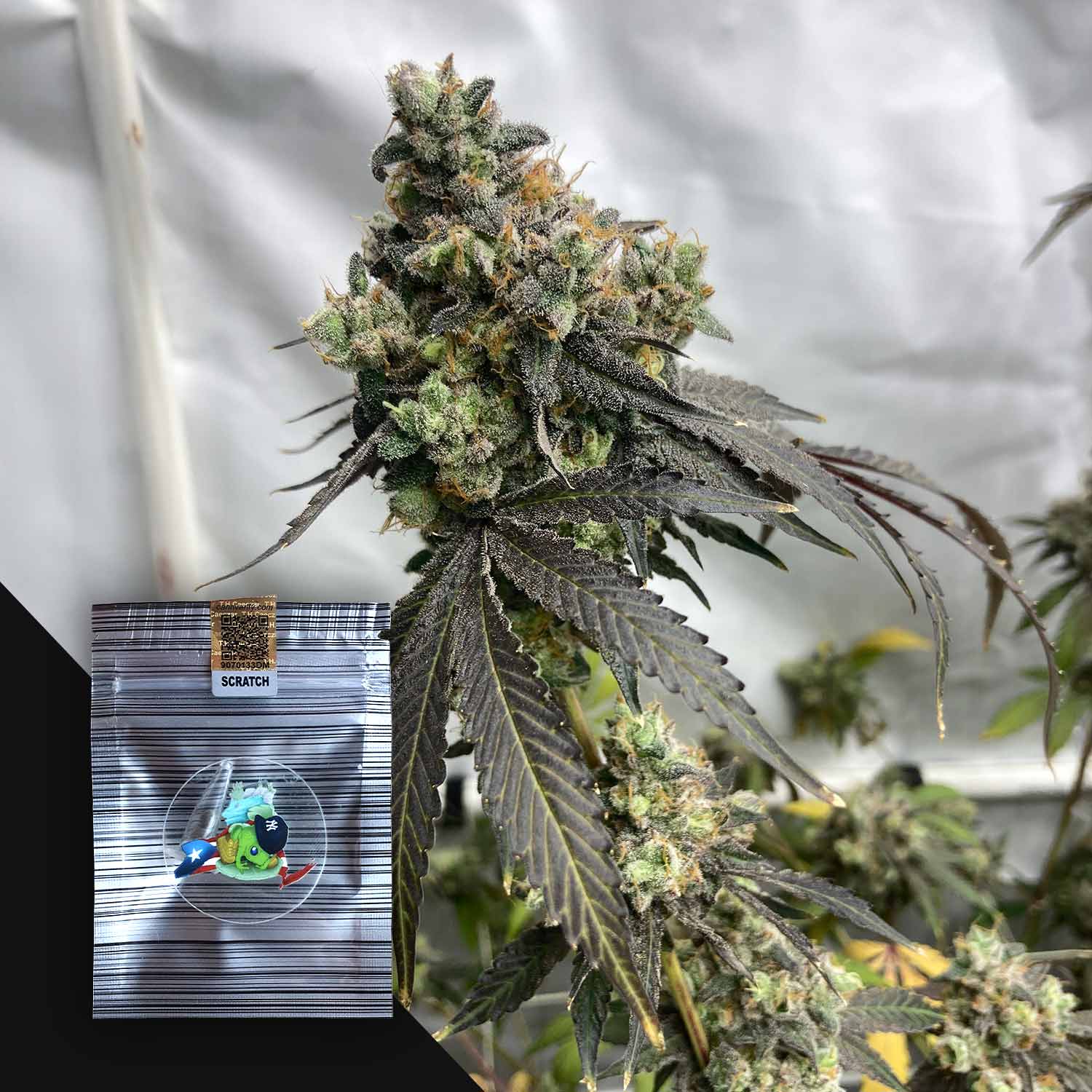 Nahaufnahme von The Rucker von N.Y.Ceeds; dichte Knospen und Cartoon-Beutel mit Markenzeichen im Vordergrund.