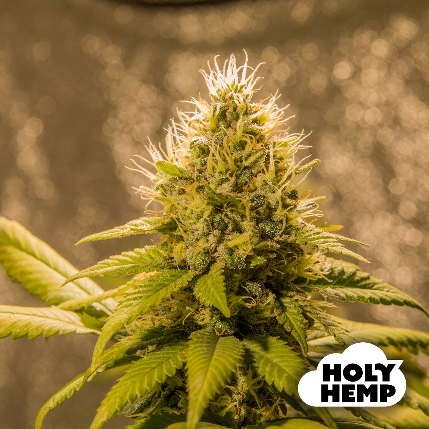 Blütenbild von Northern Lights - HolyHemp - Cannabissamen