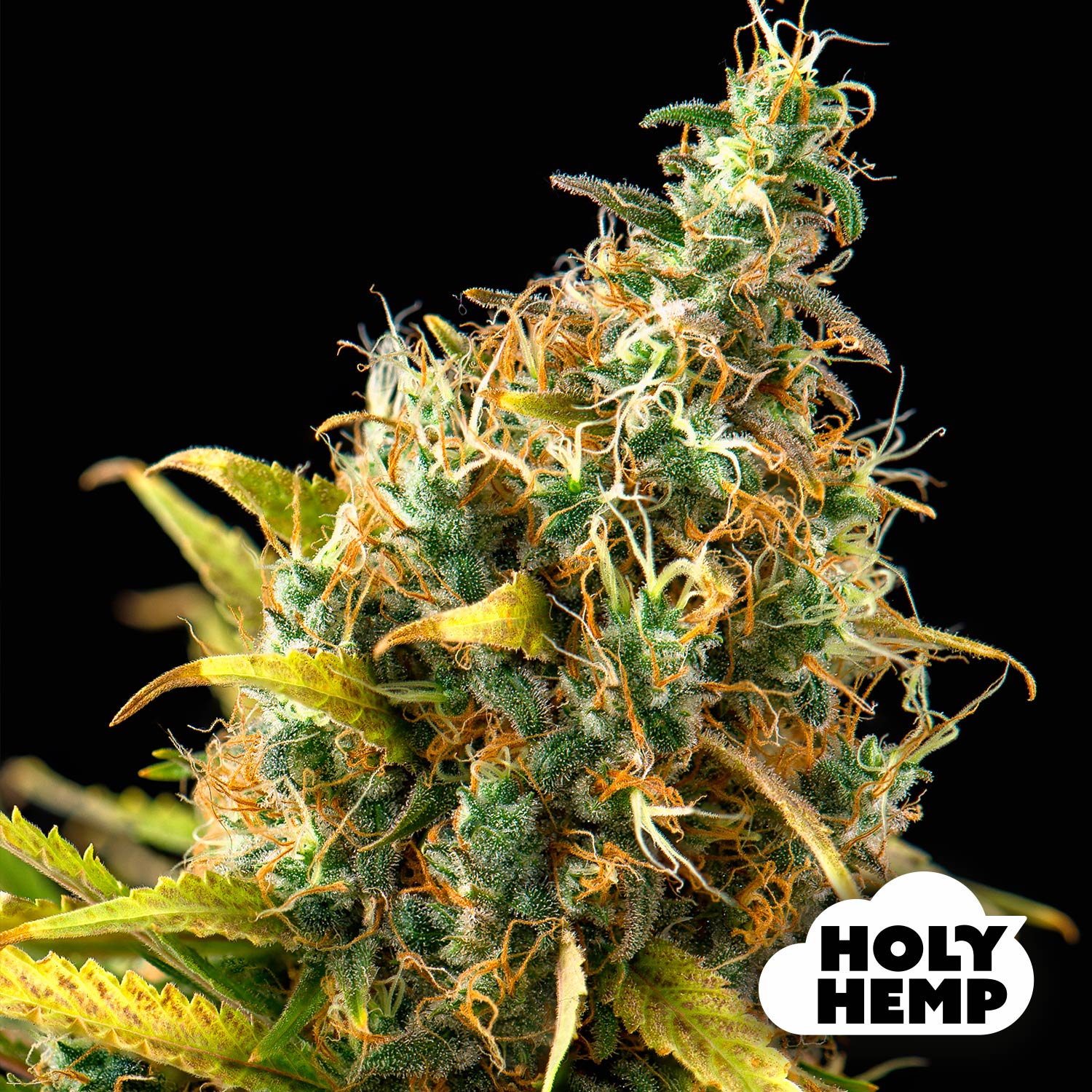 Blütenbild von Orange Sherbet - HolyHemp - Cannabissamen