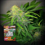 Clementine Dream Auto
