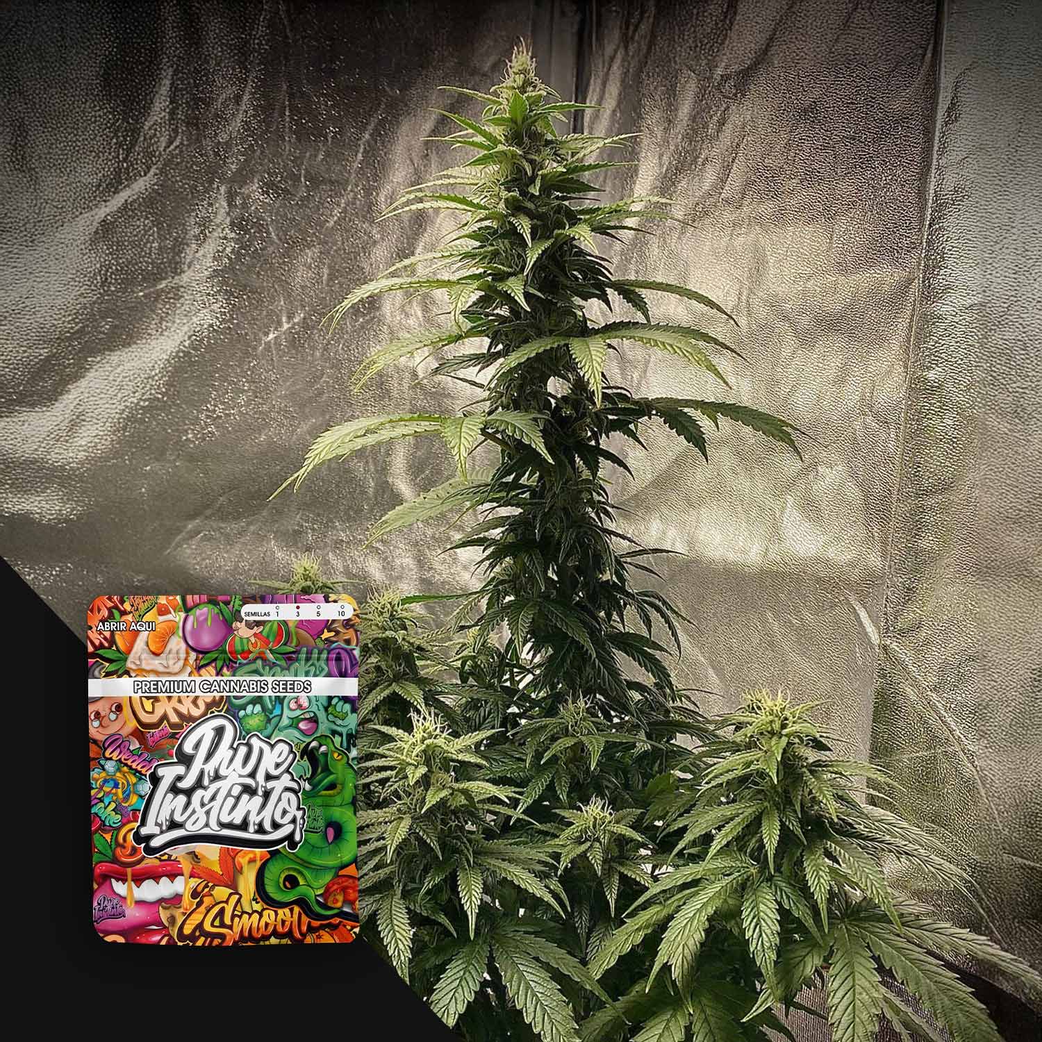 strawberry shortcake seeds Strawberry Shortcake Auto Cannabis Samen von Pure Instinto kaufen – House  of Seeds