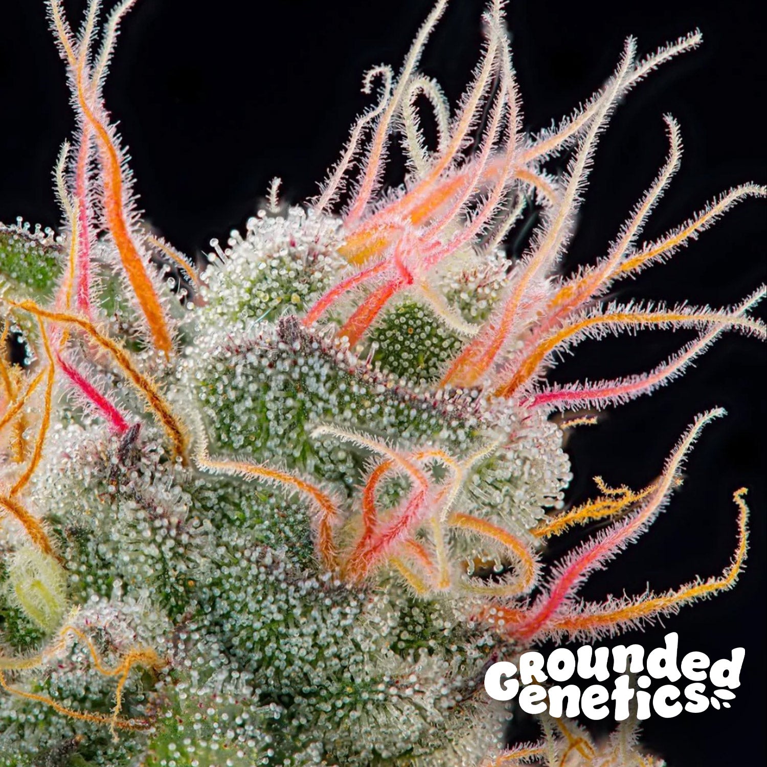 Blütenbild von Pink Honey - Grounded Genetics - Cannabissamen