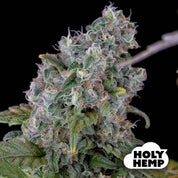 Blütenbild von Purple Amnesia - HolyHemp - Cannabissamen