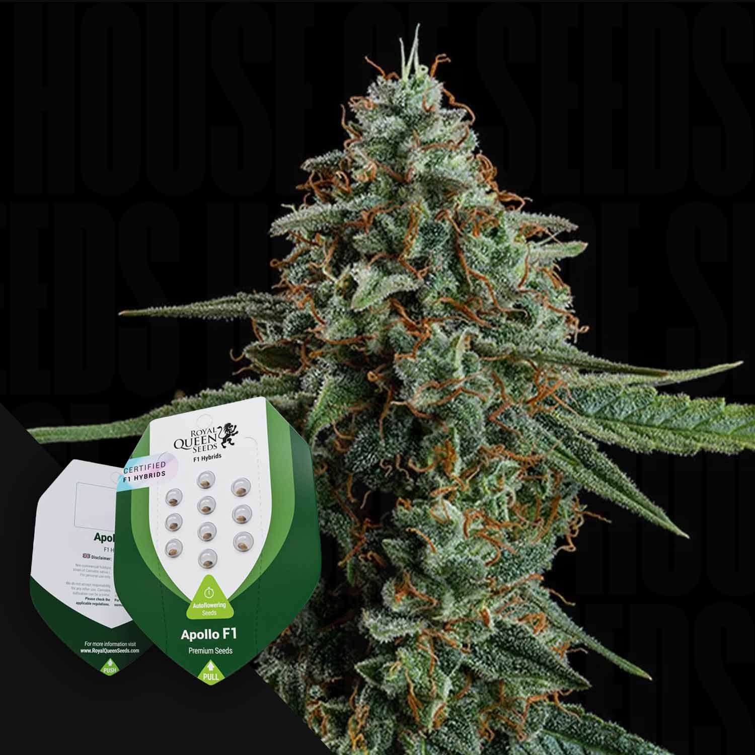 Buy Apollo F1 cannabis seeds from Royal Queen Seeds – House of Seeds