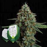 Apollo F1