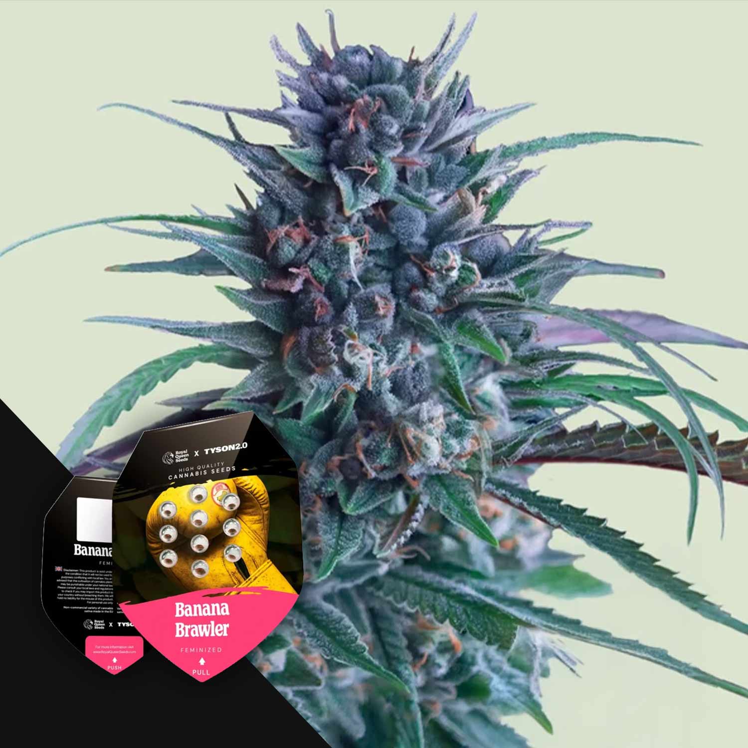 Nahaufnahme einer lilafarbenen Cannabispflanze mit der Verpackung von Banana Brawler von Royal Queen Seeds in der Ecke.