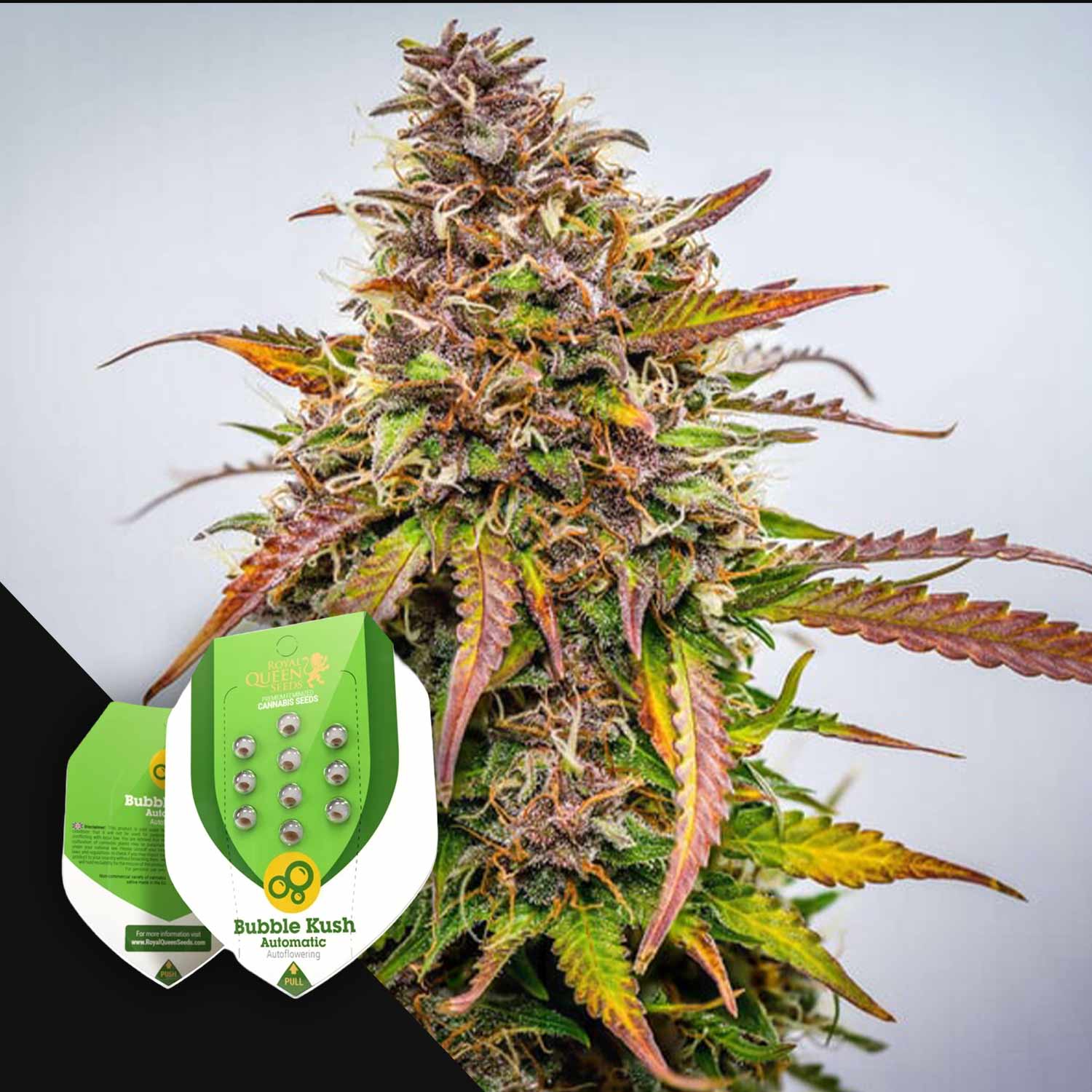 auto flower seeds for sale Buy Bubble Kush Auto cannabis seeds from Royal Queen Seeds – House of Seeds