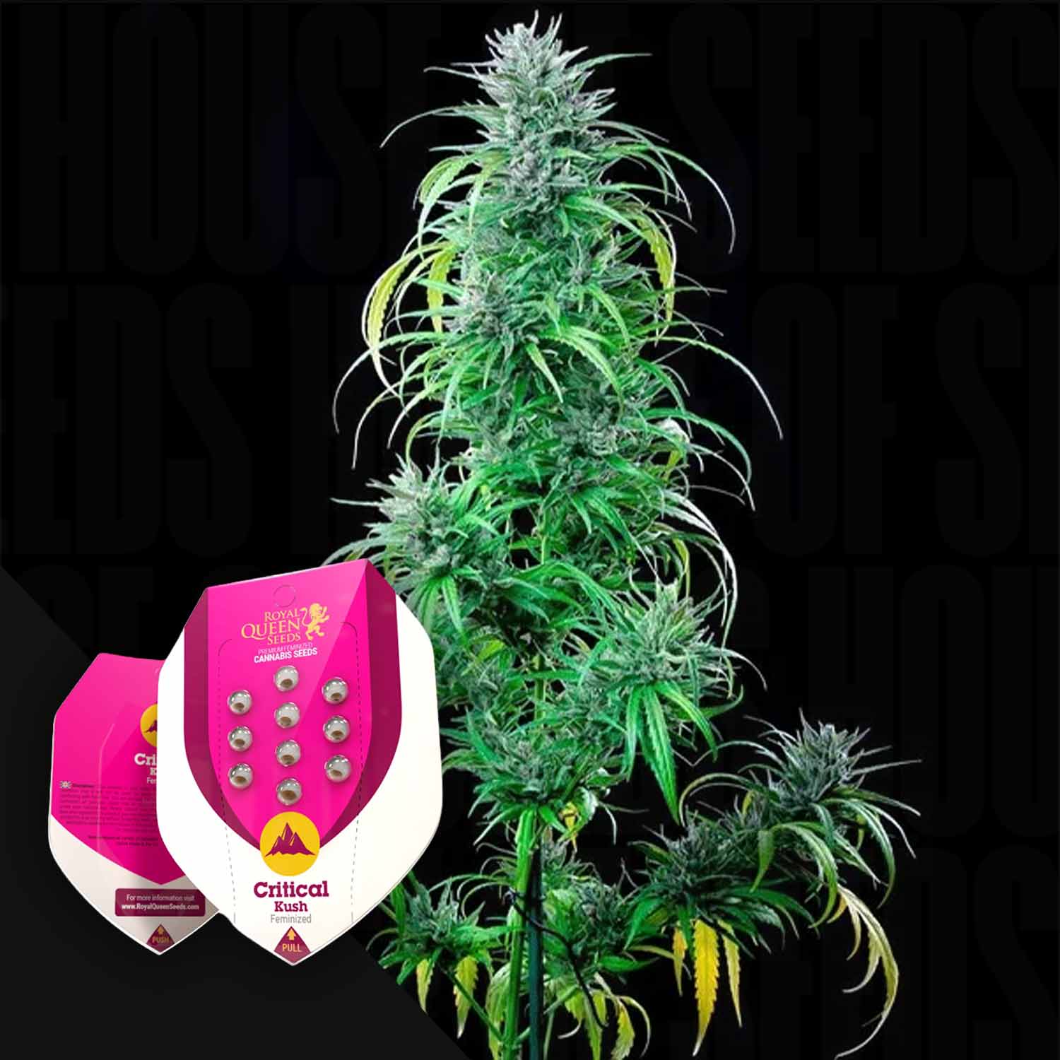 Order Critical Kush cannabis seeds from Royal Queen Seeds – House of Seeds