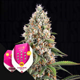 Candy Kush Express (Fast Flowering)