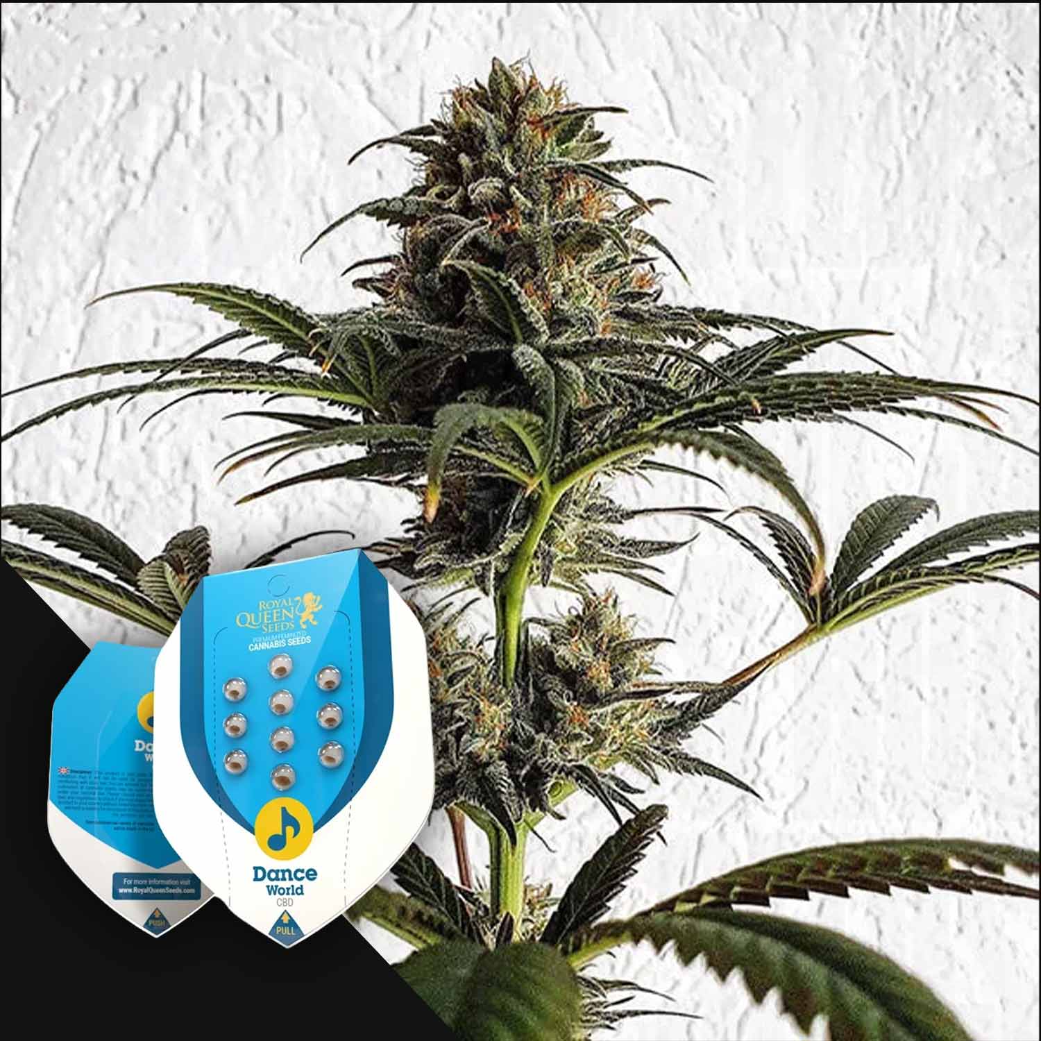 Buy Dance World cannabis seeds from Royal Queen Seeds – House of Seeds