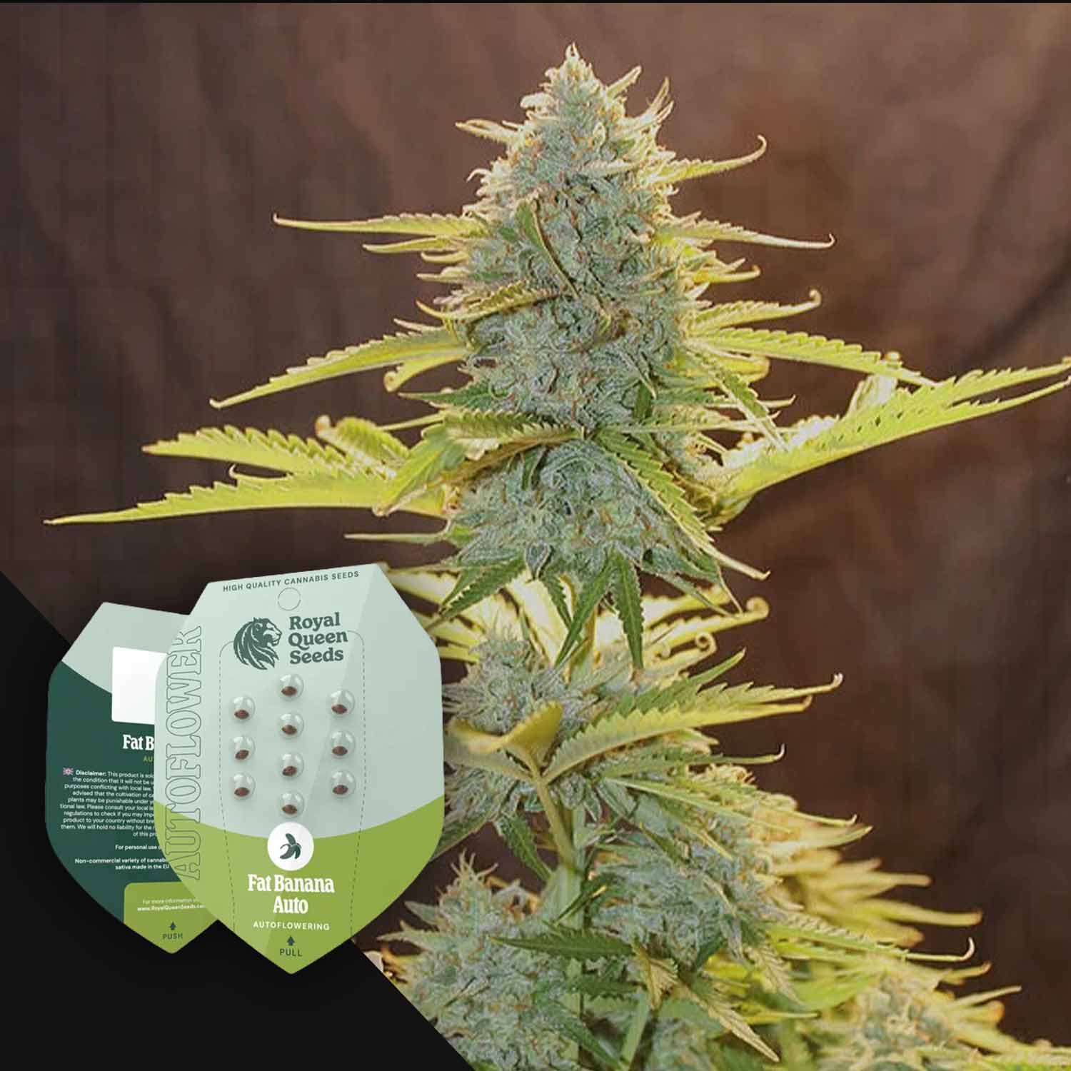 banana plant seeds for sale Buy Fat Banana Auto cannabis seeds from Royal Queen Seeds – House of Seeds