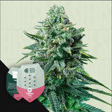 Forbidden Fruit