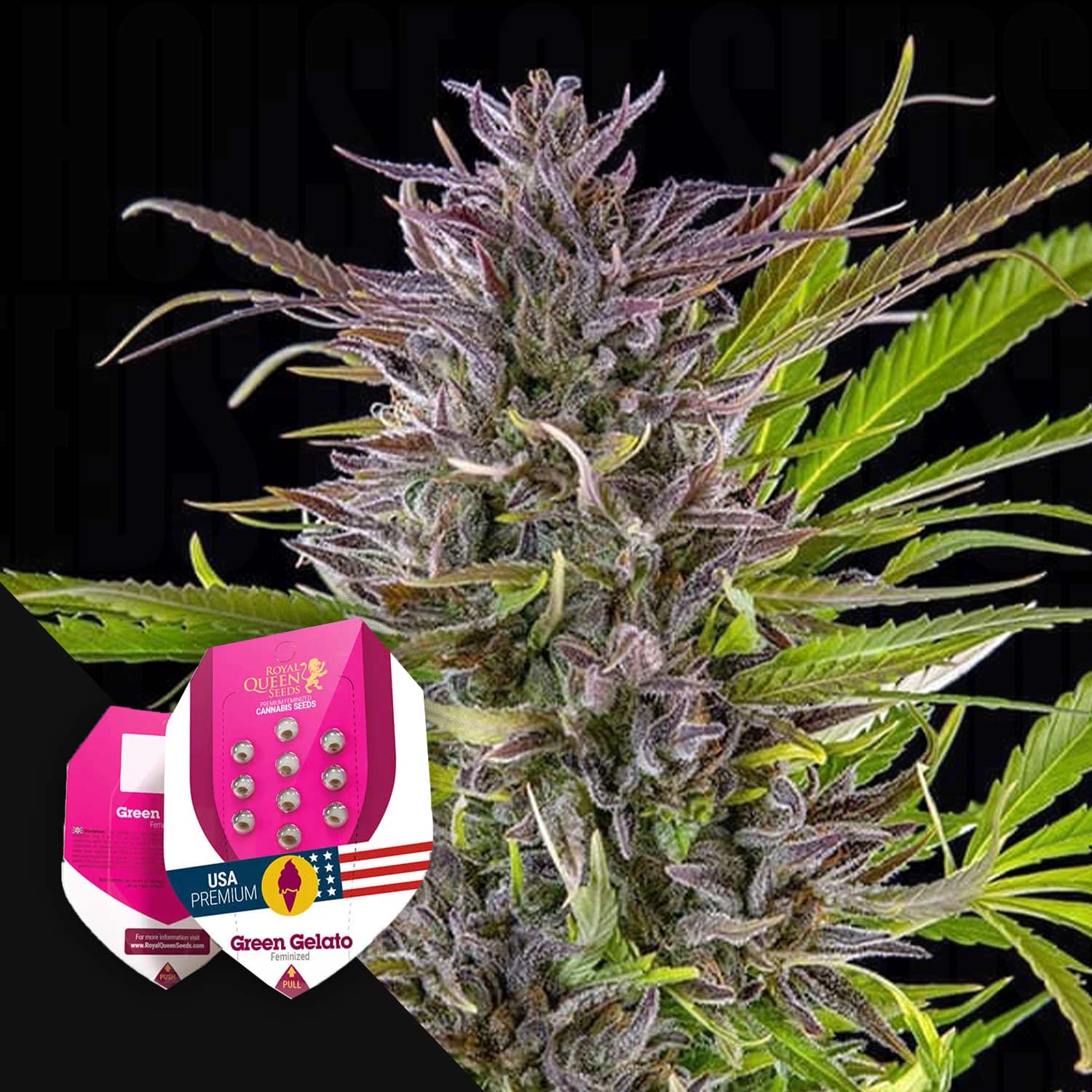 Order Green Gelato cannabis seeds from Royal Queen Seeds – House of Seeds