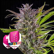 RQS-GG-0