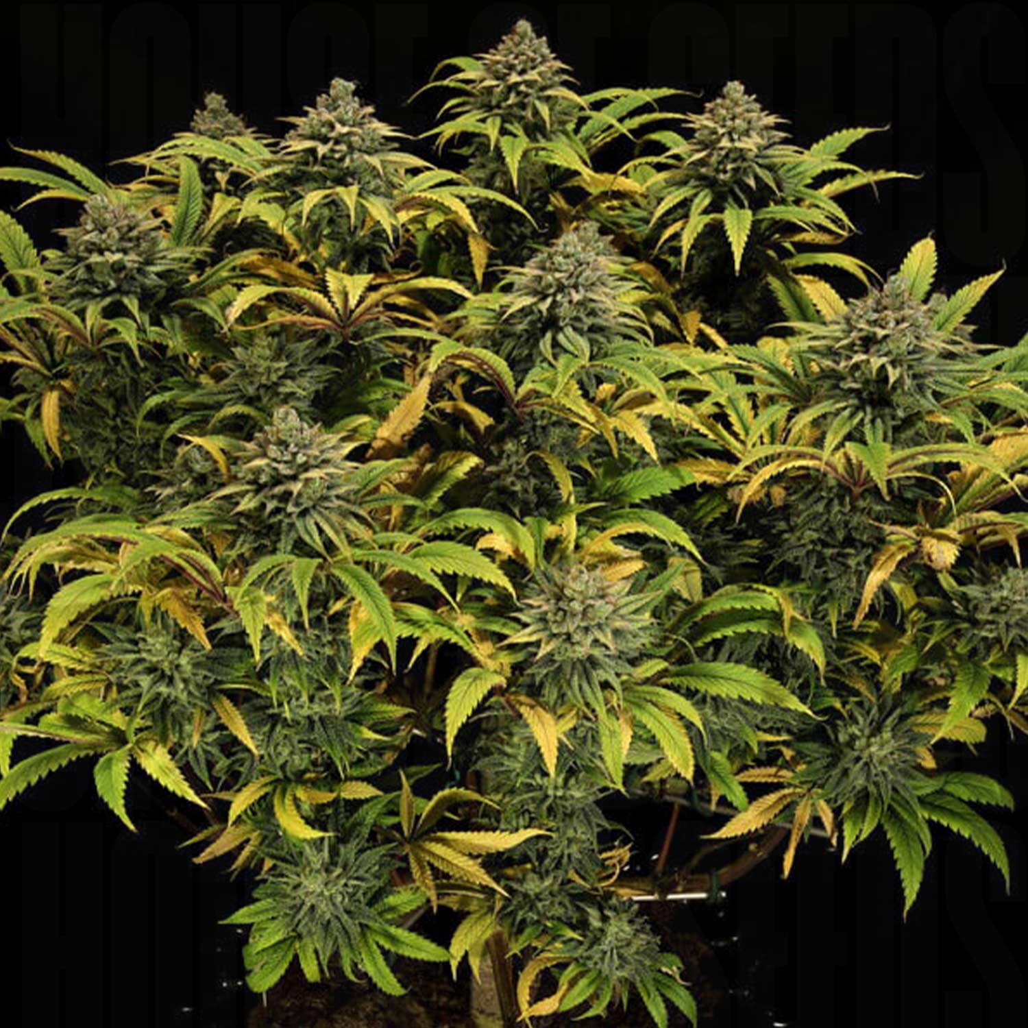 Order Green Gelato cannabis seeds from Royal Queen Seeds – House of Seeds