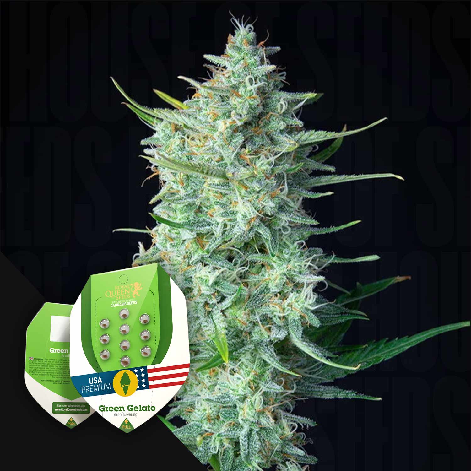 Nahaufnahme einer frostigen Cannabis-Pflanze mit Royal Queen Seeds Green Gelato Auto Packs in der unteren linken Ecke.