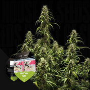 GOAT'lato AUTO