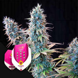 Grandaddy Purple