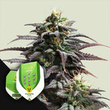 Granddaddy Purple Auto