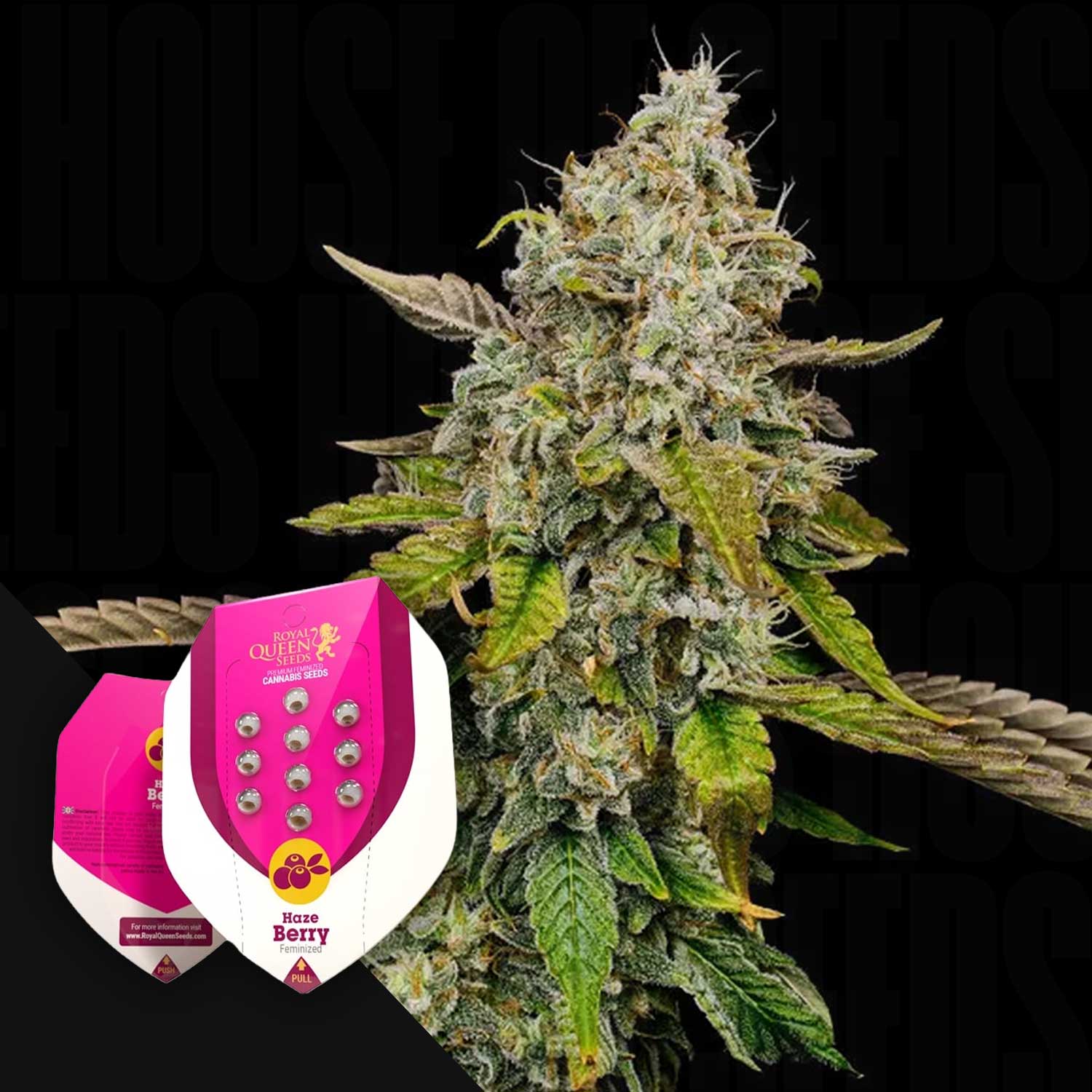 Eine Nahaufnahme einer Cannabispflanze mit zwei Haze Berry-Samenpaketen von Royal Queen Seeds im Vordergrund.