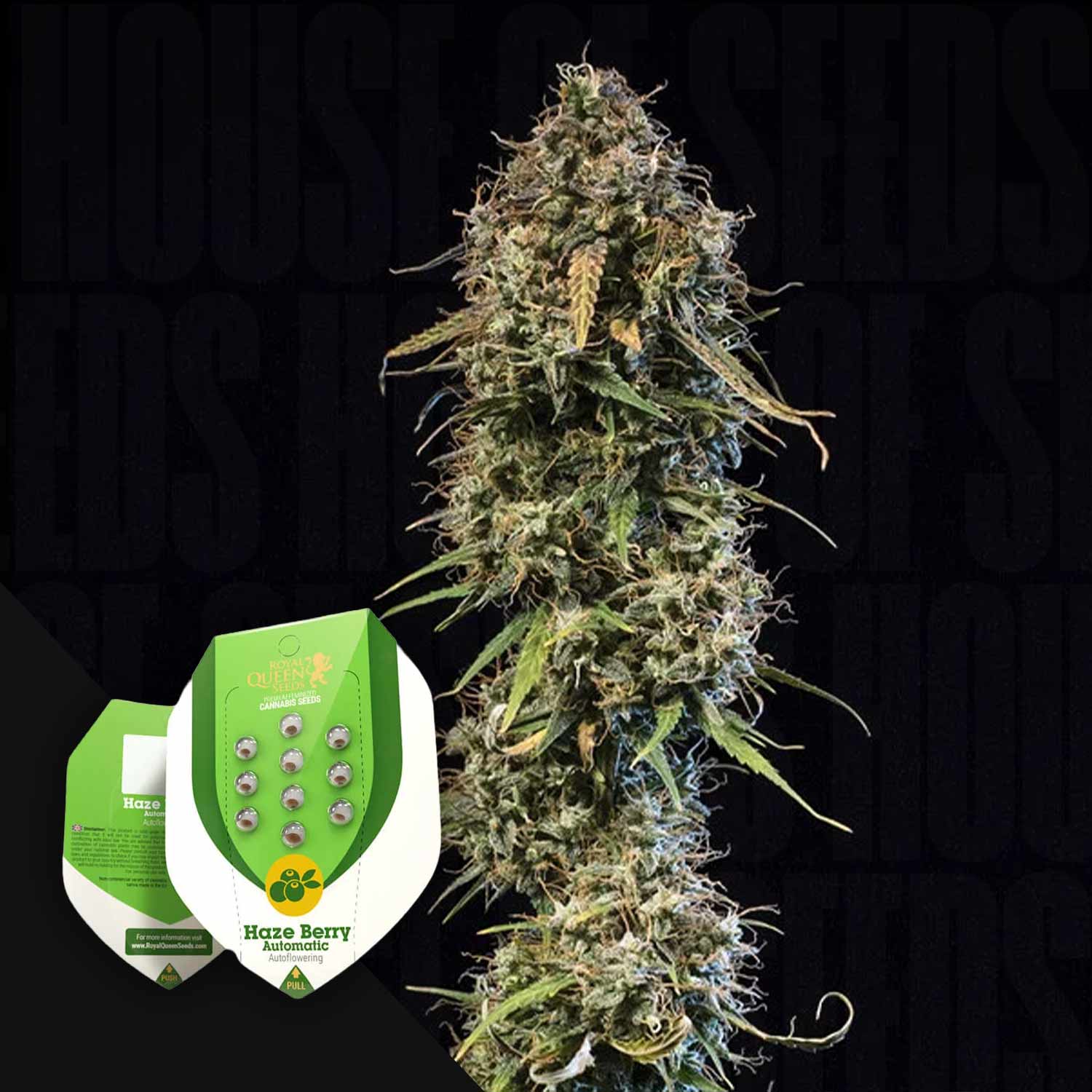 Eine Nahaufnahme einer Haze Berry Auto-Pflanze von Royal Queen Seeds mit Samenpaketen in der unteren linken Ecke.