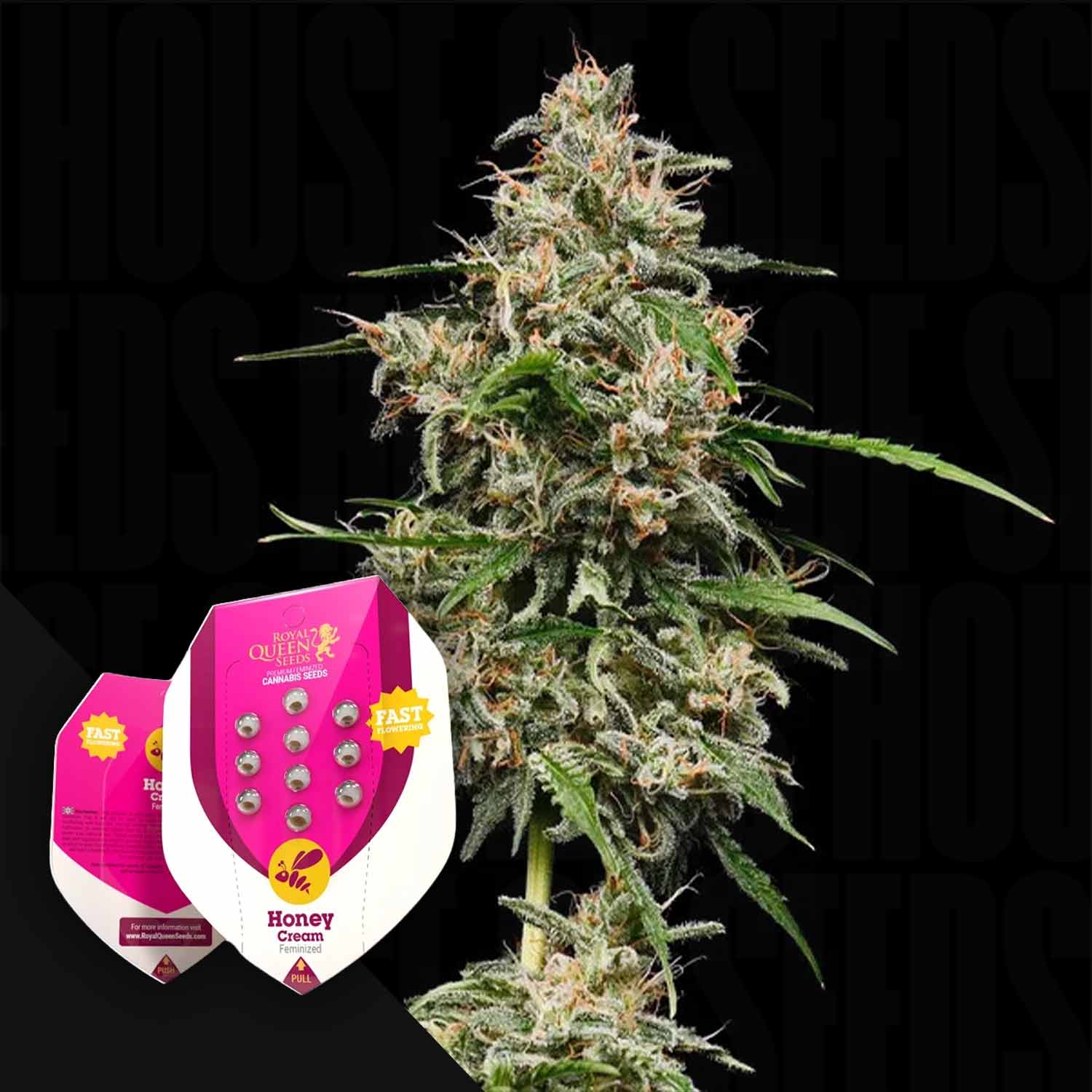 fast flower cannabis seeds Order Honey Cream (Fast Flowering) cannabis seeds from Royal Queen Seeds –  House of Seeds