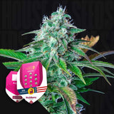 HulkBerry