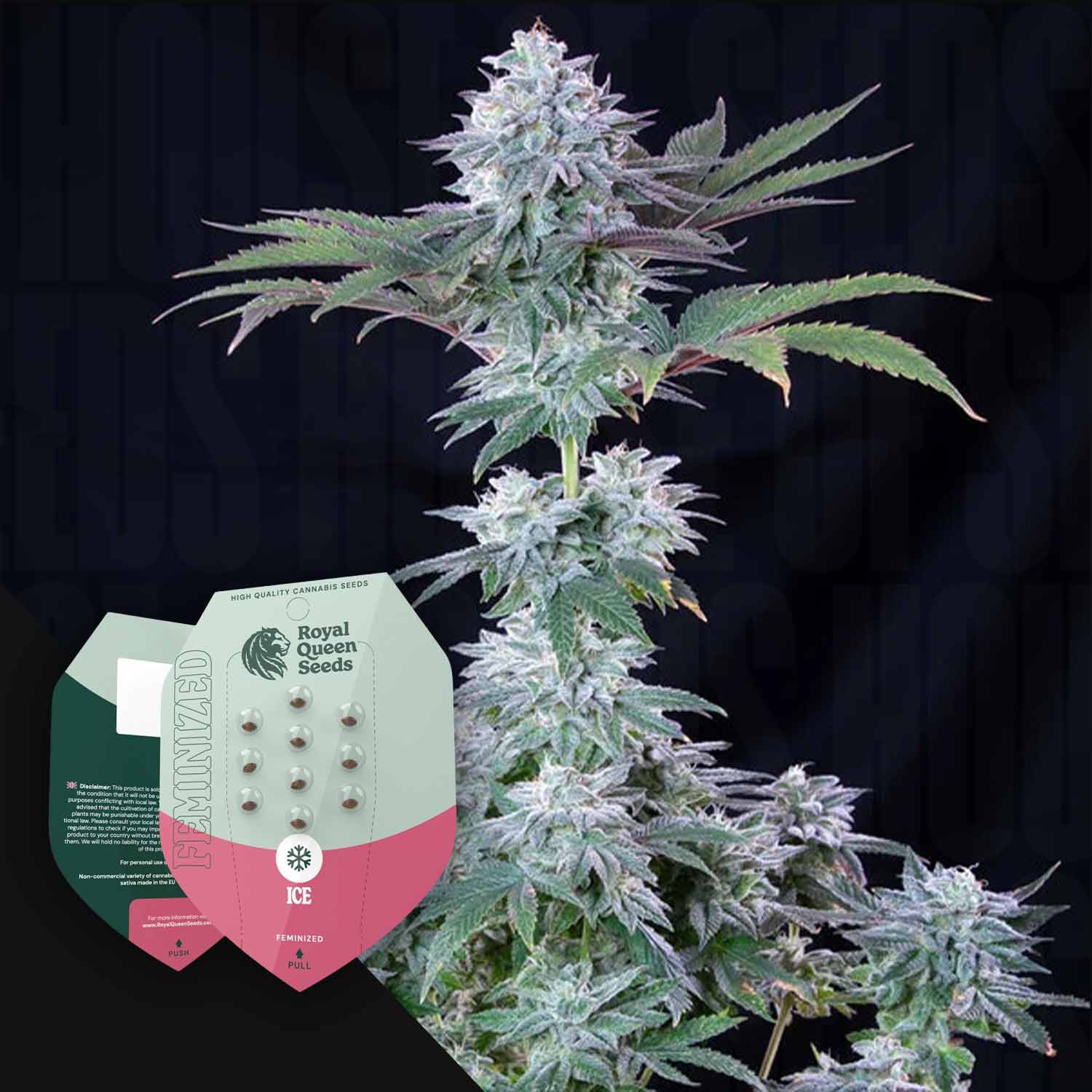 Ice Cannabis Samen von Royal Queen Seeds bestellen – House of Seeds
